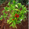 Pimenta Thai Volcano | O Toque de Fogo Tailandês na Picantes.pt