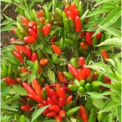 Pimenta Thai Volcano | O Toque de Fogo Tailandês na Picantes.pt