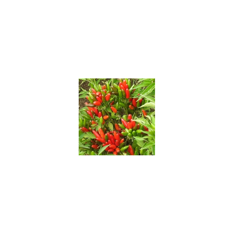 Pimenta Thai Volcano | O Toque de Fogo Tailandês na Picantes.pt