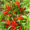 Pimenta Thai Volcano | O Toque de Fogo Tailandês na Picantes.pt