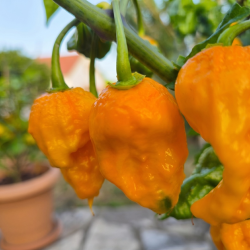 Dragon's Breath Laranja – Sementes de Pimenta Super Hot | Capsicum chinense