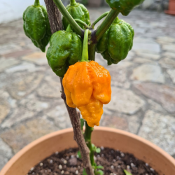 Dragon's Breath Laranja – Sementes de Pimenta Super Hot | Capsicum chinense