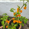 Dragon's Breath Laranja – Sementes de Pimenta Super Hot | Capsicum chinense