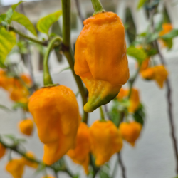Dragon's Breath Laranja – Sementes de Pimenta Super Hot | Capsicum chinense