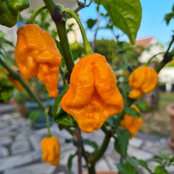 Dragon's Breath Laranja – Sementes de Pimenta Super Hot | Capsicum chinense