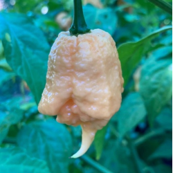 Frutos maduros de California Reaper com tonalidades misturadas de pêssego, rosa e lilás.
