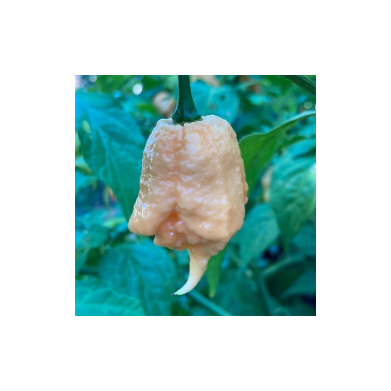 Frutos maduros de California Reaper com tonalidades misturadas de pêssego, rosa e lilás.