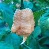 Frutos maduros de California Reaper com tonalidades misturadas de pêssego, rosa e lilás.