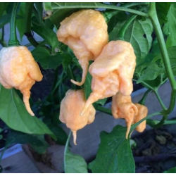 Pimenta California Reaper, variedade superhot com frutos em tonalidades de pêssego, rosa e lilás.