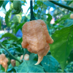 Sementes de California Reaper para cultivo de uma das variedades de pimenta superhot mais picantes.