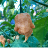 Sementes de California Reaper para cultivo de uma das variedades de pimenta superhot mais picantes.