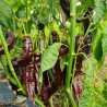 Pimenta Aji Panca do Peru | Sabor Defumado e Calor Suave