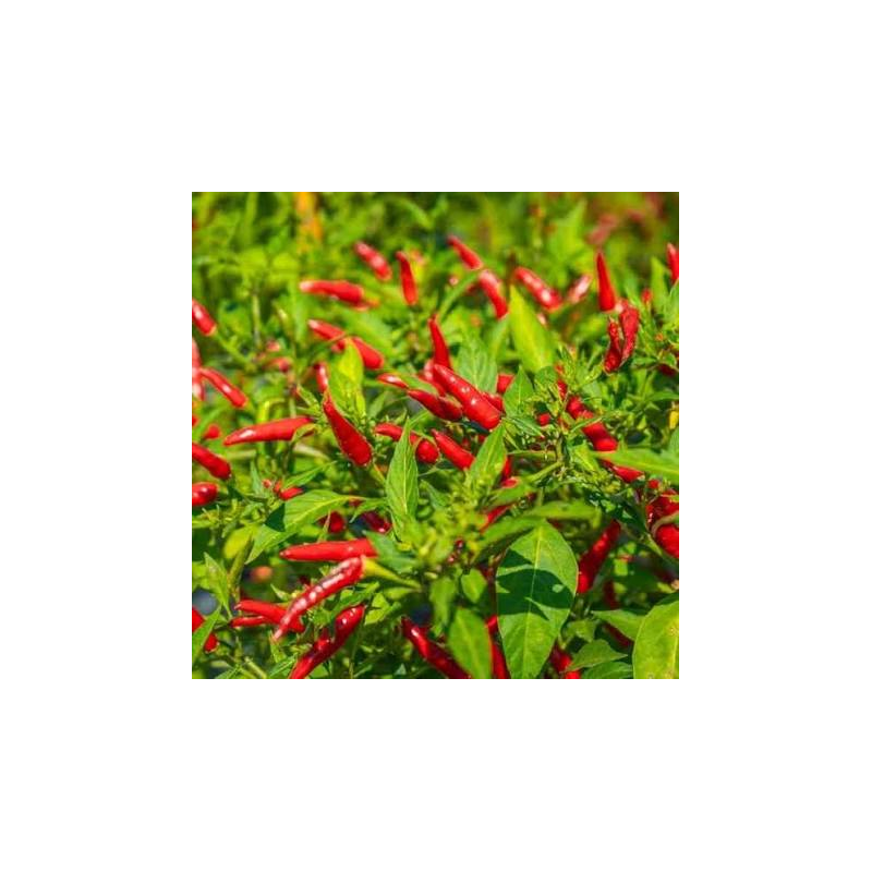 Sementes de Pimenta Thai Dragon – 80.000 SHU | Picantes.pt