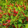 Sementes de Pimenta Thai Dragon – 80.000 SHU | Picantes.pt