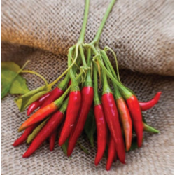 Sementes de Pimenta Thai Dragon – 80.000 SHU | Picantes.pt