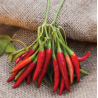 Sementes de Pimenta Thai Dragon – 80.000 SHU | Picantes.pt