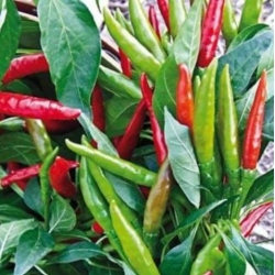 Sementes de Pimenta Thai Dragon – 80.000 SHU | Picantes.pt