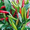 Sementes de Pimenta Thai Dragon – 80.000 SHU | Picantes.pt