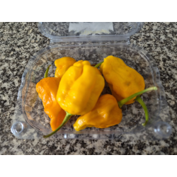 Dragon's Breath Golden FRESCA 50 gr.
