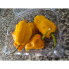 Dragon's Breath Golden FRESCA 50 gr.