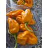 Madame Jeanette FRESCA 50 gr.