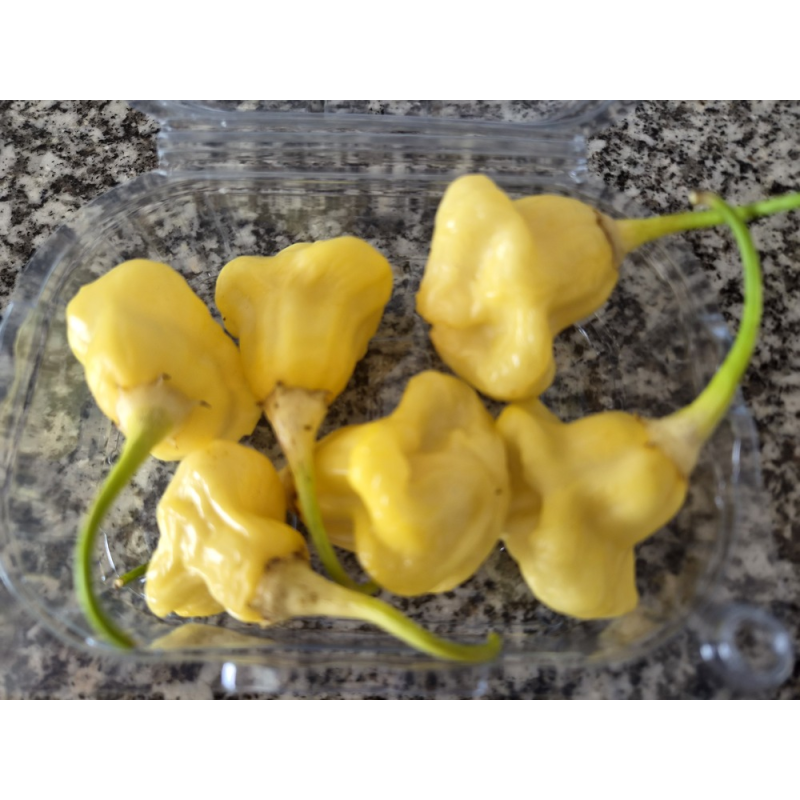 Aji Fantasy White FRESCA 50 gr.