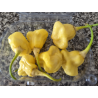 Aji Fantasy White FRESCA 50 gr.