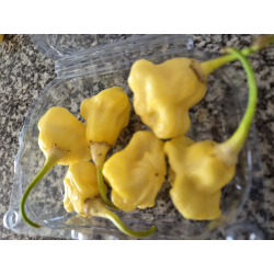 Aji Fantasy White FRESCA 50 gr.