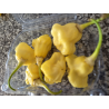Aji Fantasy White FRESCA 50 gr.