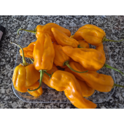 Madame Jeanette FRESCA 100 gr.