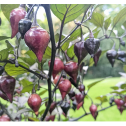 🔴 Pimenta Biquinho Roja – Dulce, encantadora y brasileña