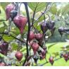🔴 Red Biquinho Pepper – Sweet, charming and Brazilian