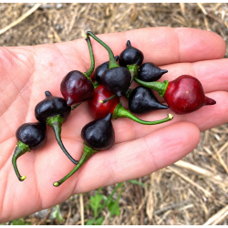 🔴 Peperoncino Biquinho Rosso – Dolce, affascinante e brasiliano