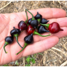 🔴 Piment Biquinho Rouge – Doux, charmant et brésilien