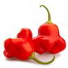 Pimenta Cambuci sementes Bishop Crown