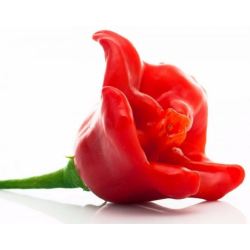 Pimenta Cambuci sementes Bishop Crown