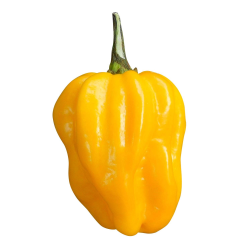 Habanero Amarelo