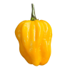 Habanero Amarelo