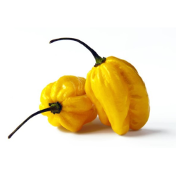 Habanero Amarelo