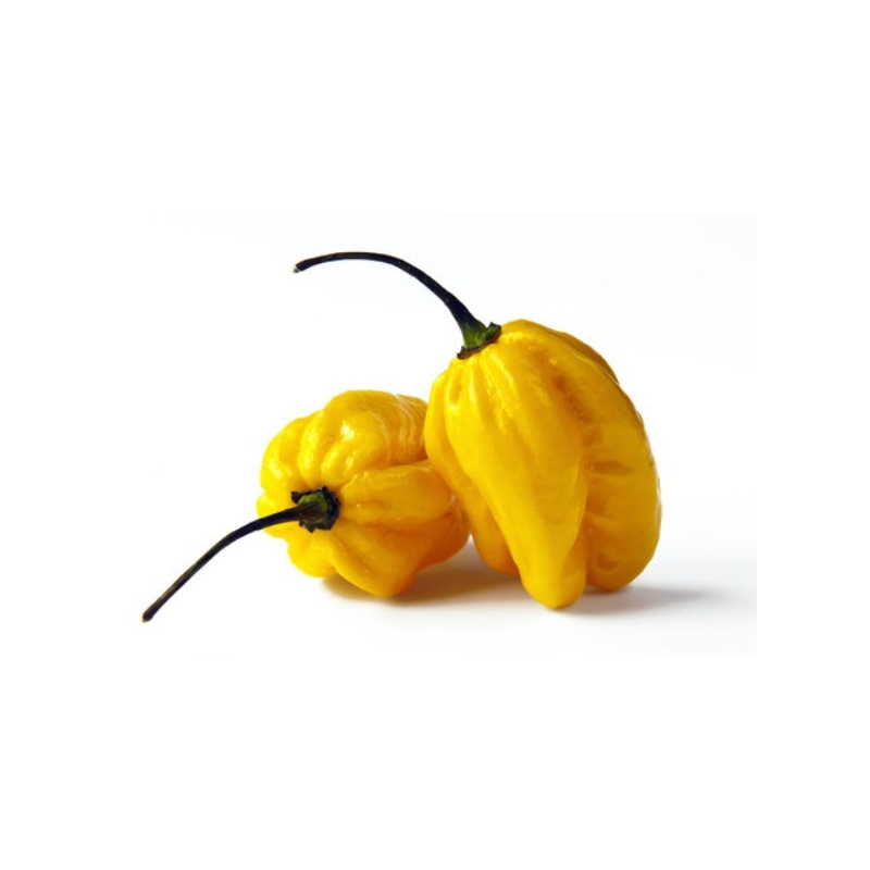 Habanero Amarelo (Yellow Habanero): O Clássico Calor Caribenho