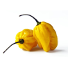 Habanero Amarelo