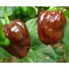 Habanero sementes 5 Cores Chocolate, Amarelo, Laranja & Vermelho Mostarda