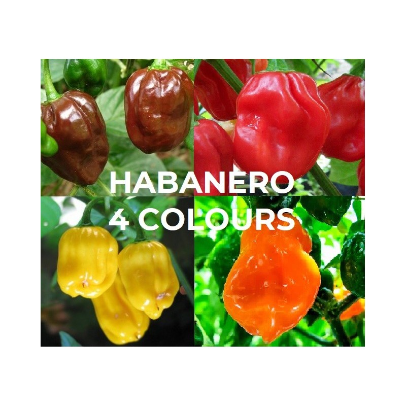PACK VI  Habanero 4 Colours: Chocolate, Yellow, Orange & Red 40 seeds