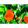 Habanero Orange 10 seeds