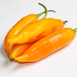 Aji Amarillo 10 sementes