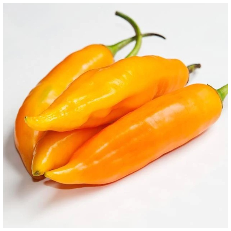 Aji Amarillo 10 sementes