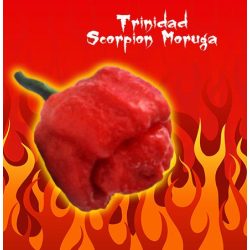 Trinidad Moruga Scorpion