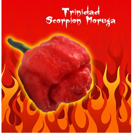 Trinidad Scorpion Moruga - Embalagem com 10 sementes selecionadas, com autocolante identificativo da espécie, origem e ardência.