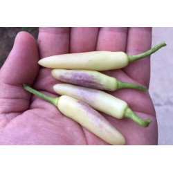KS White Thai 10 sementes