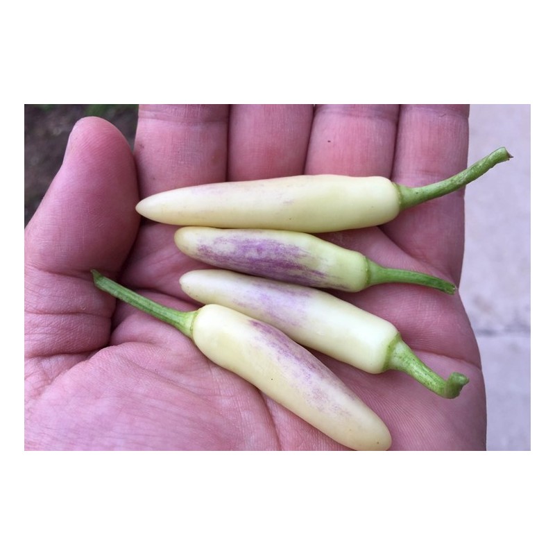 KS White Thai BRANCA 10 sementes